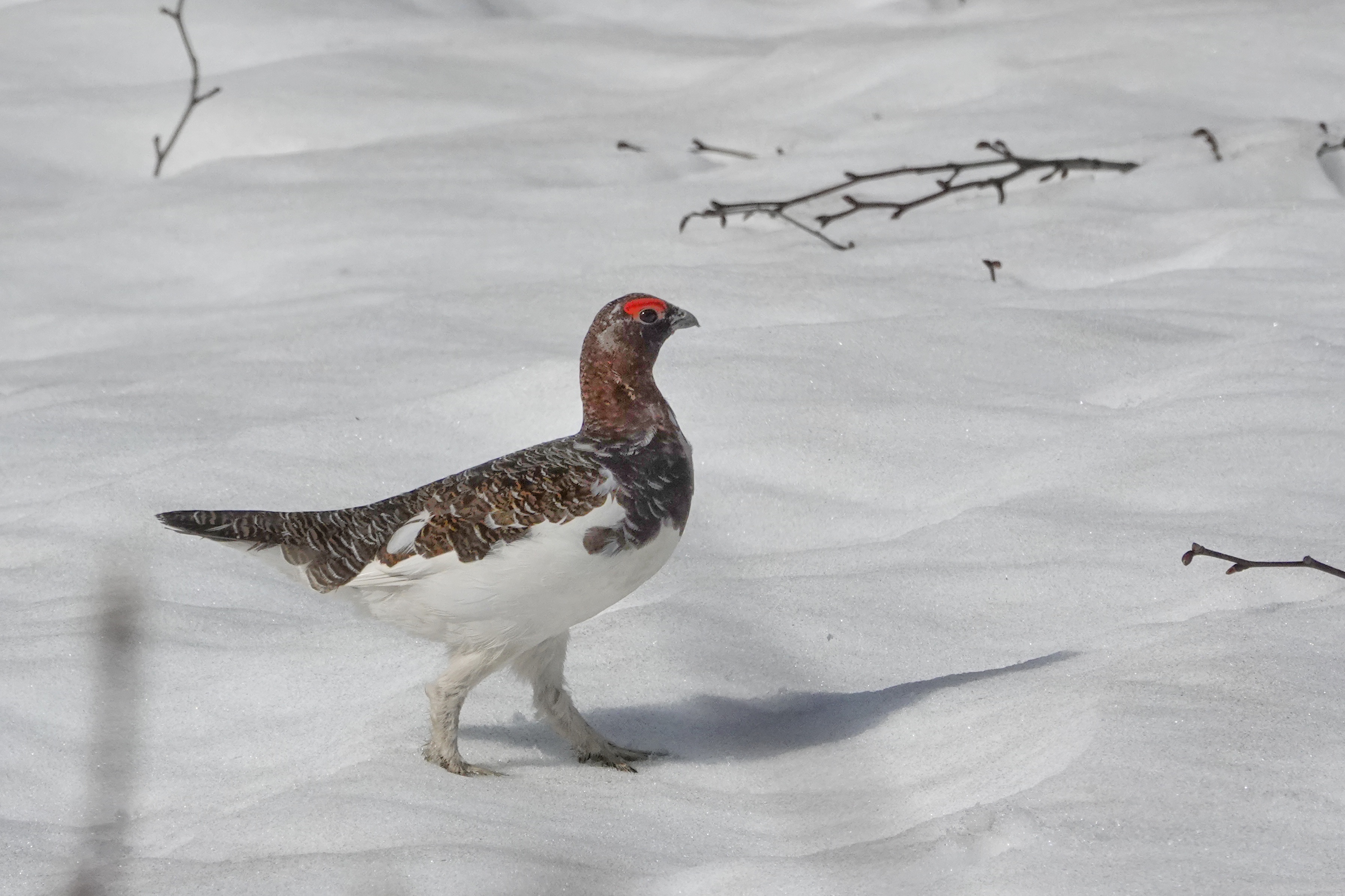 Lagopède mâle dans la neige